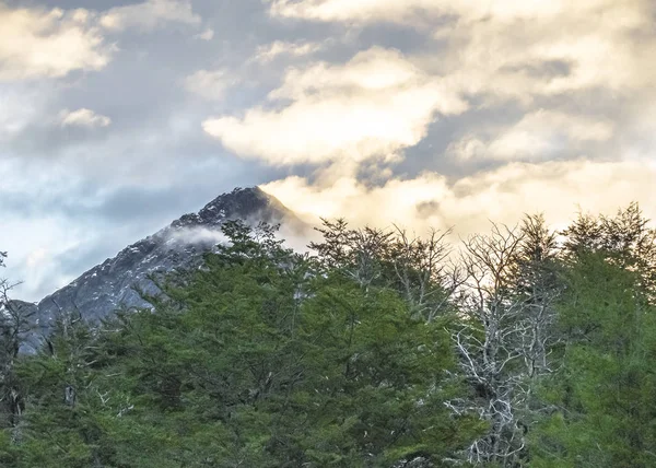 Paisagem Florestal da Patagônia, Chile — Fotografia de Stock