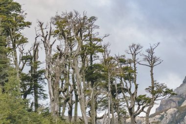 Patagonya orman manzara, Şili