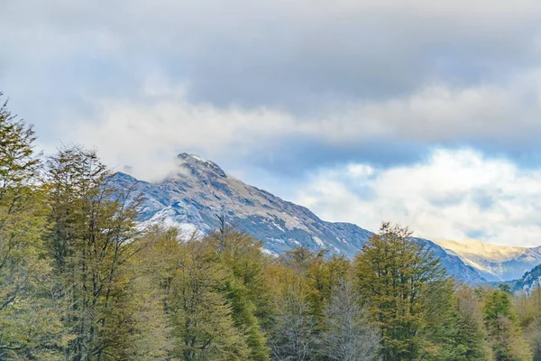 Patagonië bos landschap, Chili — Stockfoto