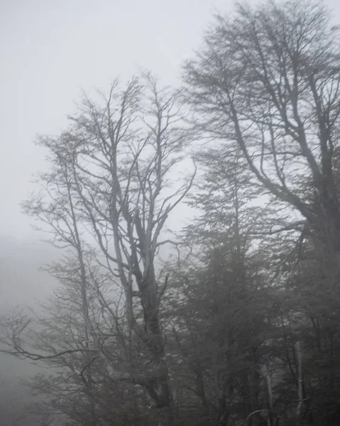 Foggy Forest Scene, Patagônia, Chile — Fotografia de Stock