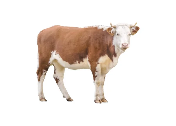 Vaca Herefrod Foto Isolada — Fotografia de Stock