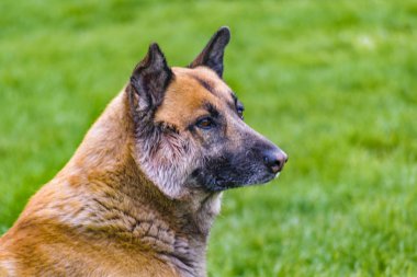 Alman çoban yan görünüm portre