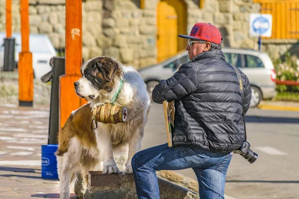 San bernard hund, bariloche, argentina — Stockfoto