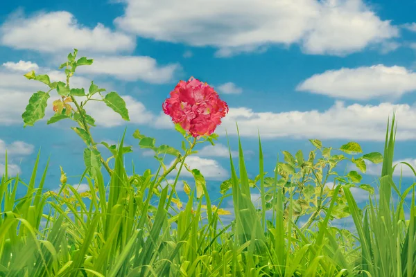 花や植物の背景 — ストック写真