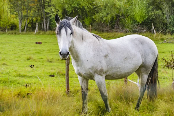 Biały koń w pole, Patagonia, Chile — Zdjęcie stockowe