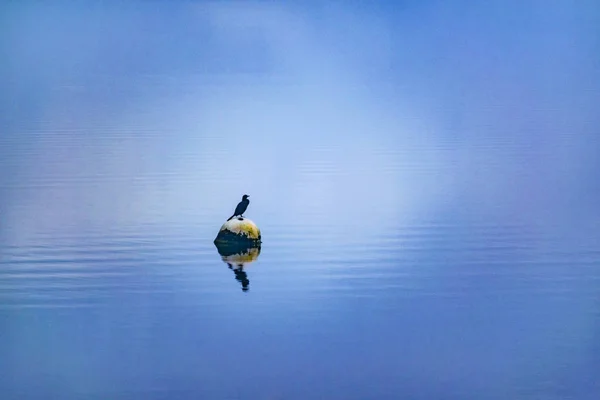 Bird Over Buoy at Lake — Fotografie, imagine de stoc