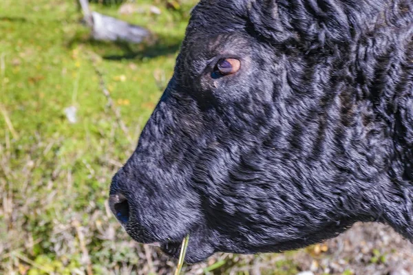 Чорна Корова Голова Крупним планом — стокове фото