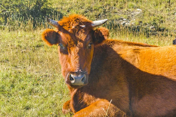 Brown Bull a Meadow, Patagonia, Cile — Foto Stock