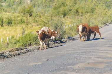 Grup ineklerin kirli Road, Patagonia, Şili