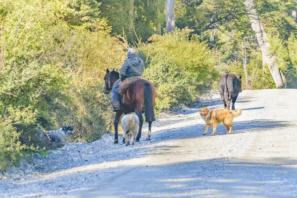 パタゴニア、チリ、犬と馬男 — ストック写真