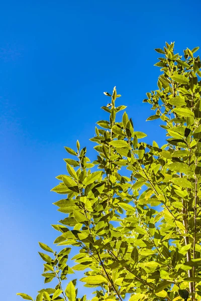 (Inggris) Green Leaves Tree di Blue Sky — Stok Foto
