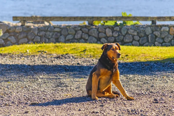 Brown Dog Resting em Rocky Ground — Fotografia de Stock