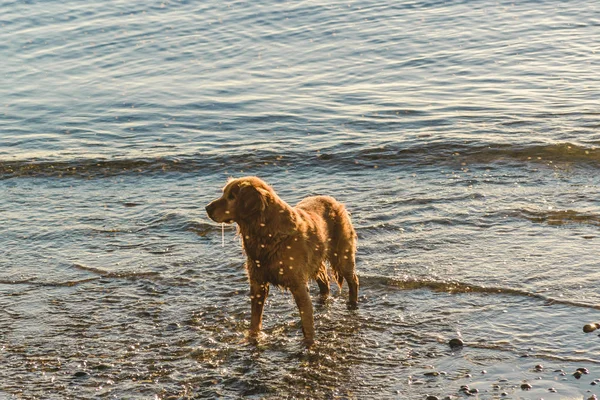 Собака на берегу пляжа — стоковое фото