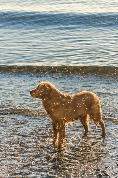 Cão na costa da praia — Fotografia de Stock