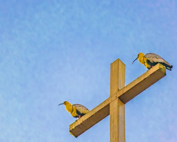 Птахи верхній частині Хреста Господнього, Dalcahue, Чилое — стокове фото