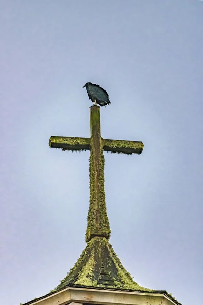 Vogel op Top van Cross Church, Chiloe eiland, Chili — Stockfoto