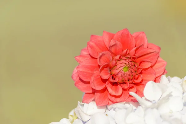 Vörös rózsa virág háttér — Stock Fotó