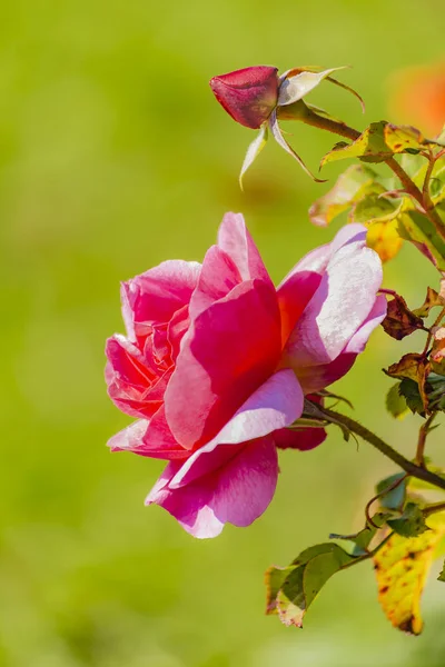 Ροζ φόντο τριαντάφυλλο — Φωτογραφία Αρχείου