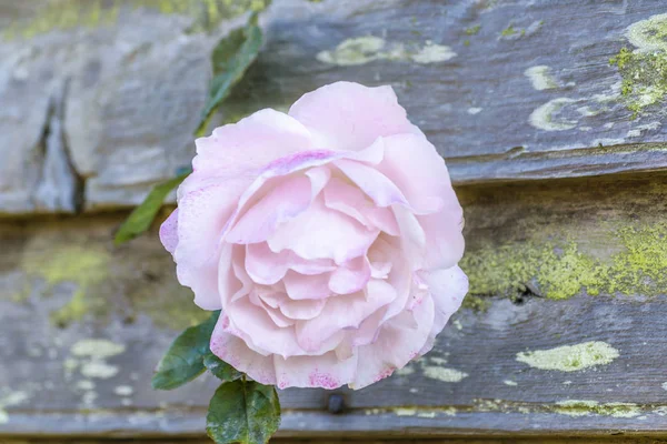 木製の壁に淡いバラの花背景 — ストック写真