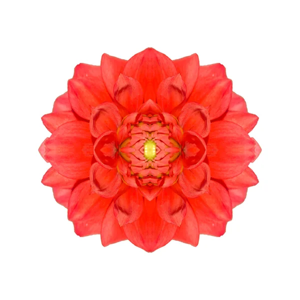Red Rose Top View Isolated Photo — Stock Photo, Image