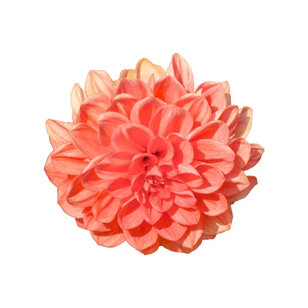 Top View Red Flower Isolated Photo — Stock Photo, Image