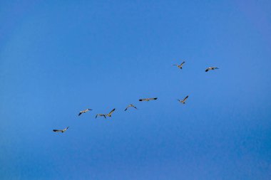 Temiz mavi gökyüzü arka planda uçan martı grubu