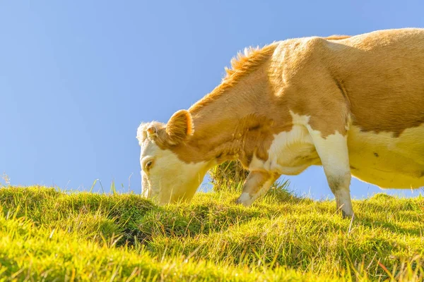 Αγελάδα τρώει χόρτο πεδίο — Φωτογραφία Αρχείου