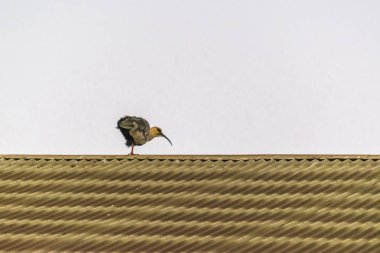 Kuş çatı üstündeki
