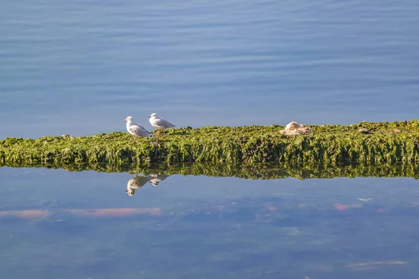 Birds at Fjord, Chiloe, Chile — Stock Photo, Image