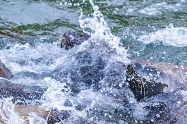 Loup de mer à la mer — Photo