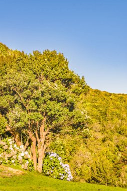 Orman, Chiloe Adası, Şili, Bahçe