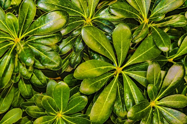 Ansicht von oben hinterlässt Hintergrund — Stockfoto