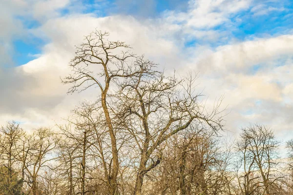 Del retiro park, madrid, spanien — Stockfoto