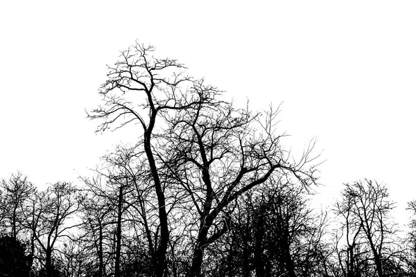 Park träd isolerade grafiska siluett — Stockfoto