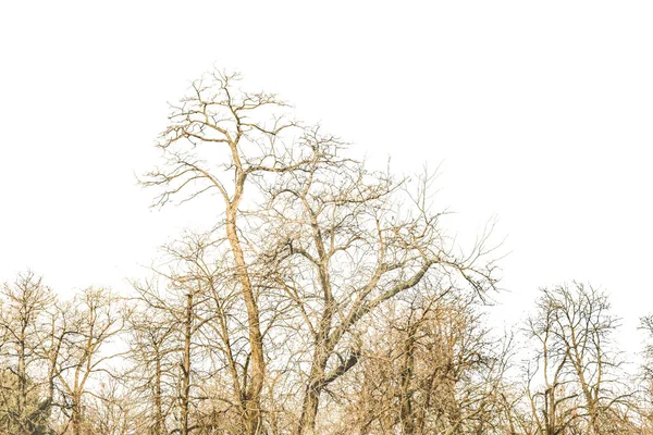 Arbres de parc Photo isolée — Photo