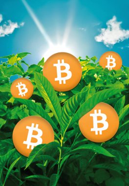 Doğa dijital kompozisyon büyüyen Bitcoins
