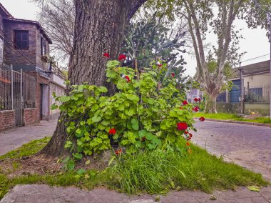 La Blanqueada Mahallesi, Montevideo, Uruguay