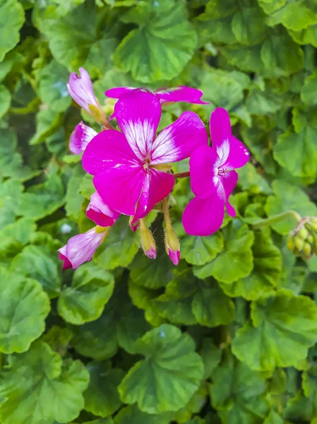 Fialový květ obklopen zelenými rostlinami — Stock fotografie