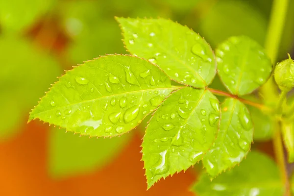 Natte groene bladeren close-up foto — Stockfoto