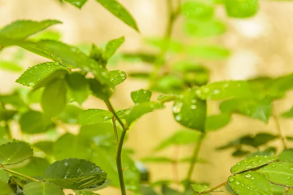 Мокрые зеленые листья закрывают фотографию — стоковое фото