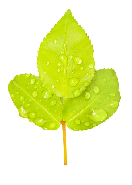 Tři mokré zelené listy izolované fotografie — Stock fotografie