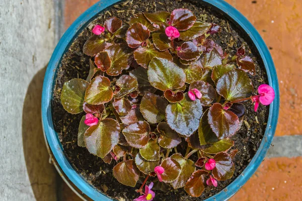 Rosa Blüten und magenta Pflanzen im Topf — Stockfoto