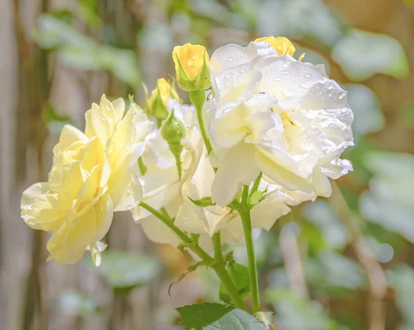 Λευκό τριαντάφυλλο πάνω από τον τοίχο concetre — Φωτογραφία Αρχείου