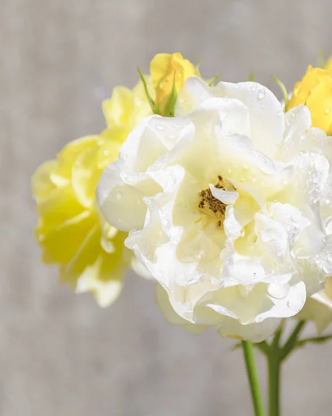 Λευκό τριαντάφυλλο πάνω από τον τοίχο concetre — Φωτογραφία Αρχείου