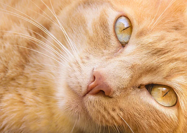 Gato amarillo acostado en la mesa auxiliar — Foto de Stock