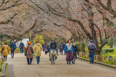 Ueno Parkı Kış Sezonu, Tokyo, Japonya