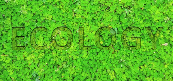 Ecologisch concept Typografisch ontwerp — Stockfoto