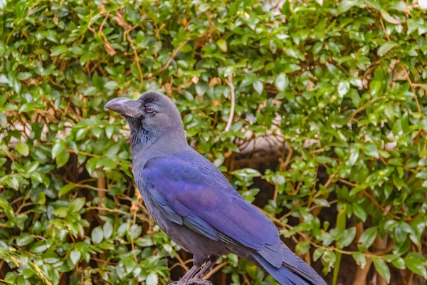 Black Bird Standing at Branch, Ueno Park, Токио, Япония — стоковое фото