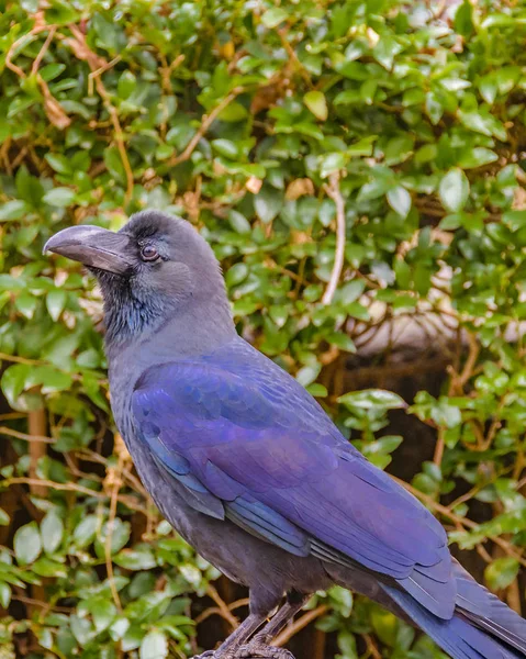 Black Bird Standing at Branch, Ueno Park, Tokio, Japón —  Fotos de Stock