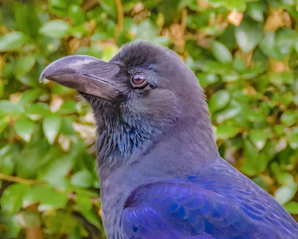 Blue Bird Closing Up Portrait — стоковое фото